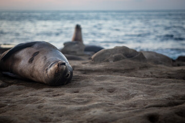 Sea lion looking at you