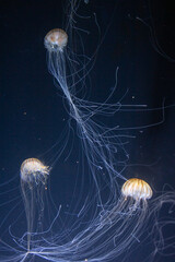 Japanese sea nettle Jellyfish