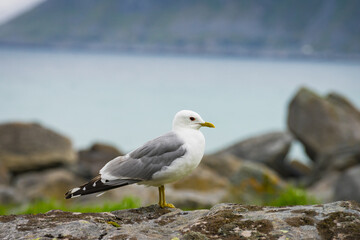 Seagull on sea fjord shore