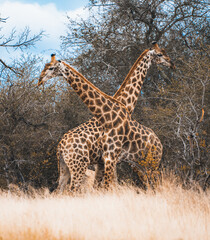 Wild Giraffe close ups in Kruger National Park, South Africa