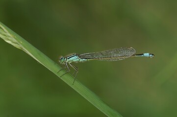 Closeup on a blue-tailed damselfly, Ischnura elegans, perched on a grass straw