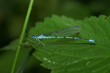 Closeup on an azure damselfly, Coenagrion puella sitting on a green leaf