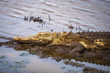 Wild Crocodile close ups in Kruger National Park, South Africa