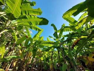 Obraz premium Banana Tree in The Morning. With Full of Green colors 
