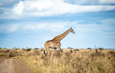 Wild Giraffe close ups in Kruger National Park, South Africa