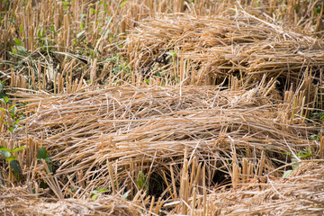 rice paddy stalk, cut on the field