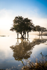 Savannah pond in the morning fog in Kruger National Park, South Africa