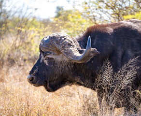 Wild Buffalo close ups in Kruger National Park, South Africa