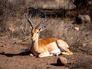 Wild impala close ups in Kruger National Park, South Africa