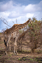 Naklejka na ściany i meble Wild Giraffe close ups in Kruger National Park, South Africa