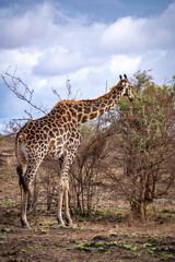 Wild Giraffe close ups in Kruger National Park, South Africa
