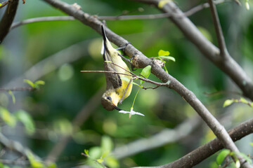 bird on a branch