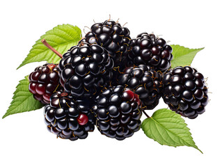 Cluster of Blackberries Isolated on Transparent or White Background, PNG