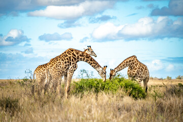 Wild Giraffe close ups in Kruger National Park, South Africa