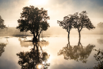Savannah pond in the morning fog in Kruger National Park, South Africa