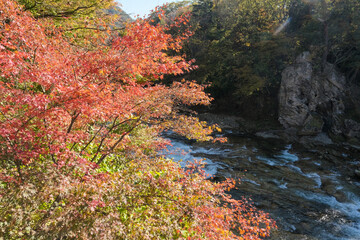 利根川が流れる紅葉が進んだ諏訪峡