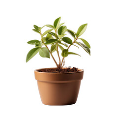 Young Sapling in Clay Pot Isolated on Transparent or White Background, PNG