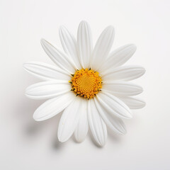 white daisy on white background