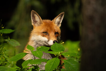 red fox in the forest