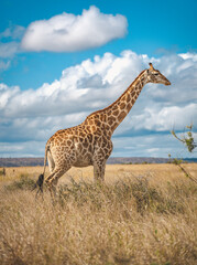 Wild Giraffe close ups in Kruger National Park, South Africa