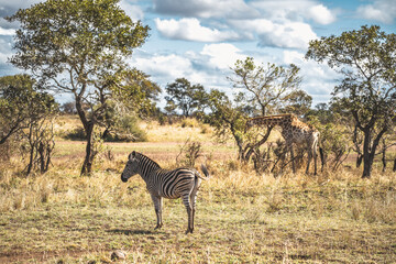 Obraz premium Wild Giraffe close ups in Kruger National Park, South Africa