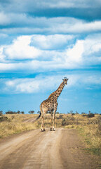 Wild Giraffe close ups in Kruger National Park, South Africa