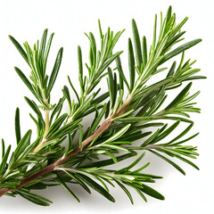 Fototapeta premium Fresh rosemary isolated on a white