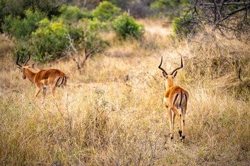 Wild impala close ups in Kruger National Park, South Africa