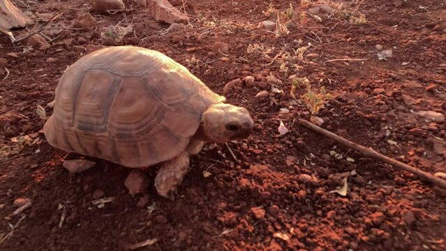 Enchanting Tortoise Strolling in Nature: Captivating Close-Up of a Beautiful Wild Tortoise Enjoying a Slow Life in Its Natural Habitat. Slow Living. Morocco.