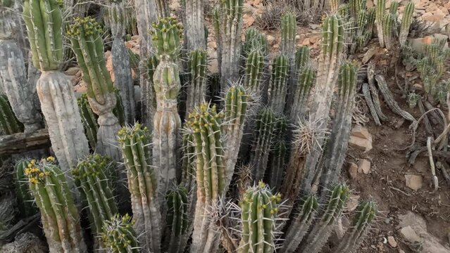 Euphorbia Echinus Cactus: A desert plant thriving in Morocco's southern mountains, providing bees with nectar for premium, high-quality honey and high price."
