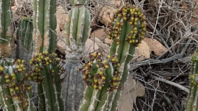Euphorbia Echinus Cactus: A desert plant thriving in Morocco's southern mountains, providing bees with nectar for premium, high-quality honey and high price."