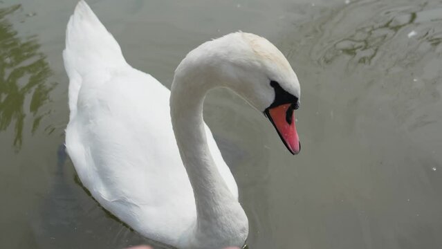 a man calls a swan to him with his hand. Beautiful white swan in a pond in the park. Bird watching in nature.