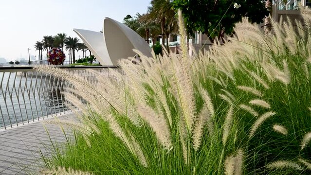 Scenic View of Decorative Bushes with flower in Dubai Creek Harbor