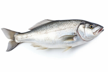 Fresh raw dorado fish on white background