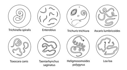Parasites, worms, helminths in humans, cats, dogs. Hand drawing.