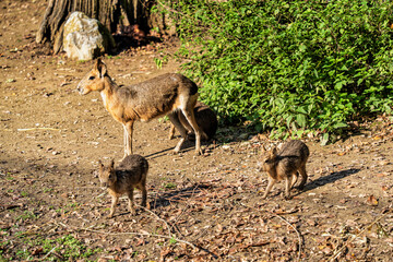 Patagonian Mara