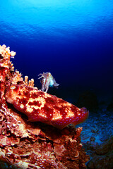 サンゴに卵を産みつけるコブシメのカップル