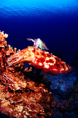 サンゴに卵を産みつけるコブシメのカップル