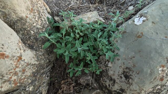 Allure of fresh wild thyme (Thymus Citriodorus) thriving in Tazakka National Park, Morocco. This versatile evergreen herb, abundant in gardens and forests, serves both culinary and medicinal wonders.