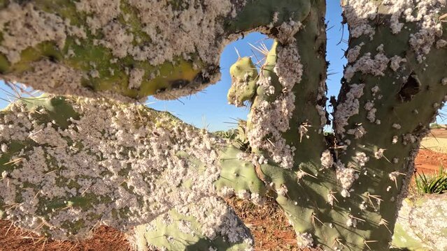 The mesmerizing world of Cochineal insects infesting cactus plants, a captivating yet harmful phenomenon. Explore their impact on cactus ecosystems and the unique process of Cochineal cultivation.