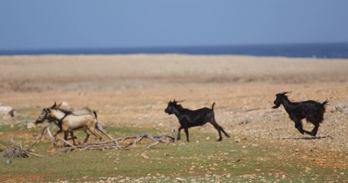 Goats running through rocky field near ocean