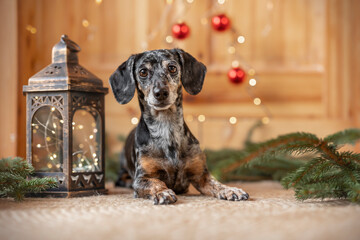 A tiger dachshund is laying next to a Christmas lantern with a Christmas tree with red Christmas...