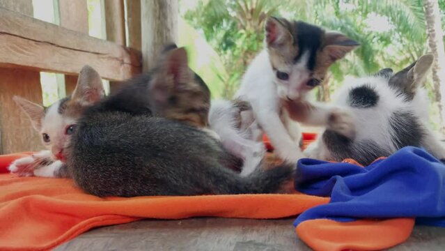 Four cute kittens are playing in the playroom inside the house.