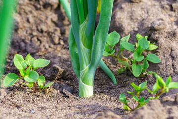 Harvesting green onions grown in my vegetable garden. Green onions eaten for their leaves.