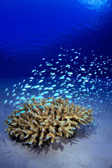 デバスズメダイ