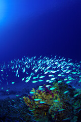 デバスズメダイ