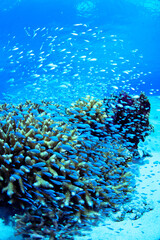 デバスズメダイ