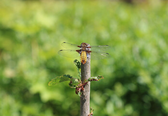 Plattbauch - Broad-bodied Chaser