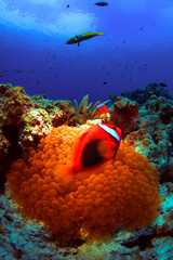 ハマクマノミとイソギンチャク