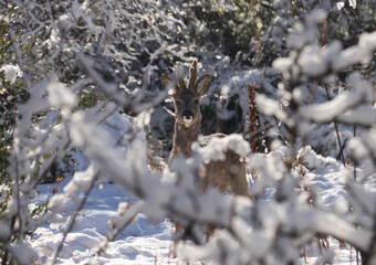 Reh - Roe deer